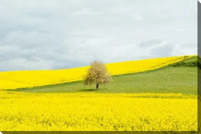 Постер Дерево на фоне яркого желтого фона