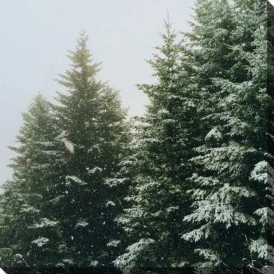 Постер Зимний лес №10