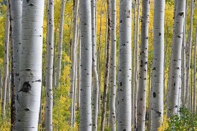 Плакат Стволы березы в лесу