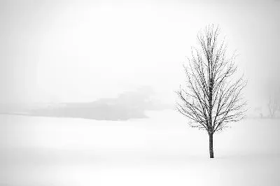 Плакат Черное дерево зимой