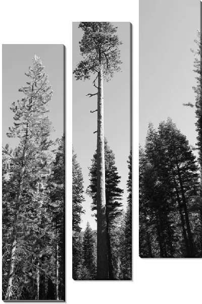 Модульная картина Корабельные сосны