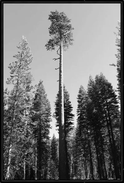 Картина Корабельные сосны