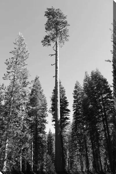 Постер Корабельные сосны