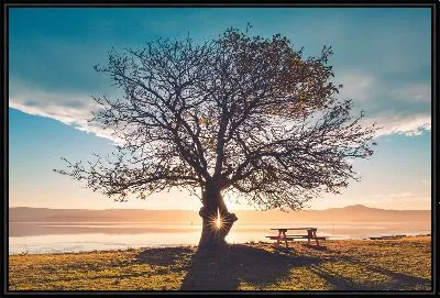 Дерево на закате на фоне озера