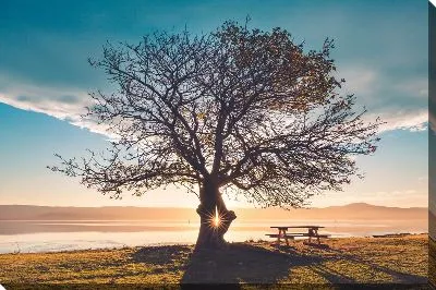 Дерево на закате на фоне озера