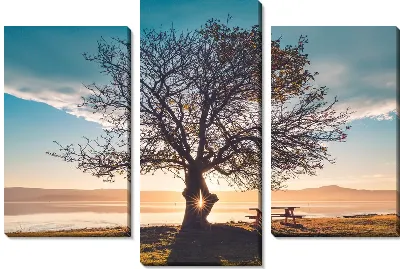 Дерево на закате на фоне озера