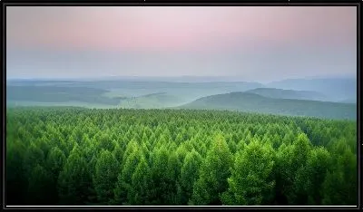 Картина Верхушки зеленого леса