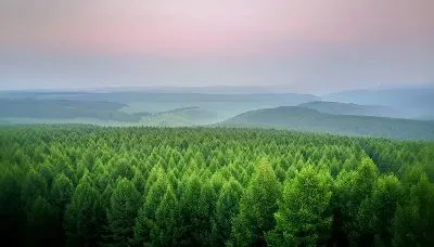 Плакат Верхушки зеленого леса