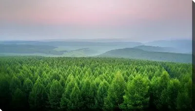 Постер Верхушки зеленого леса