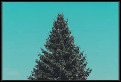 Картина Ель №3