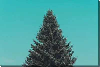 Постер Ель №3