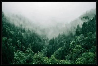 Картина Ущелье с туманным лесом