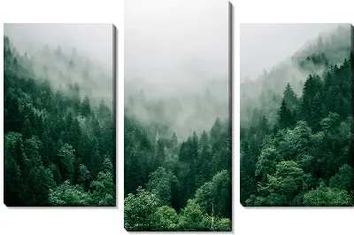 Ущелье с туманным лесом