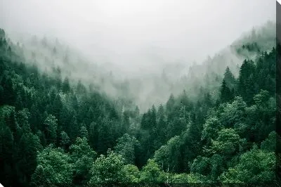 Постер Ущелье с туманным лесом