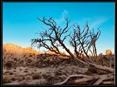 Картина Засохшее дерево в пустыне