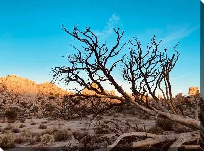 Постер Засохшее дерево в пустыне