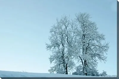 Постер Зимний пейзаж с двумя деревьями