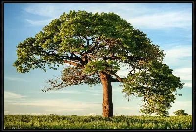 Большая сосна