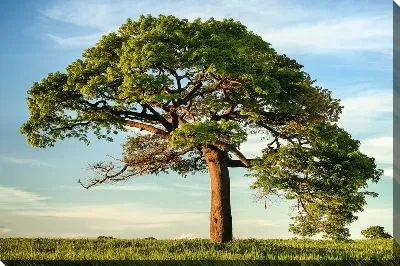 Большая сосна