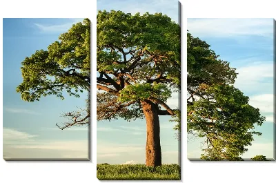 Большая сосна