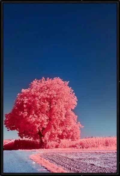 Картина Розовое дерево №3