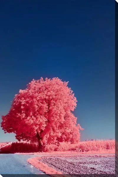 Постер Розовое дерево №3