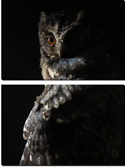 Модульная картина Сова на черном фоне