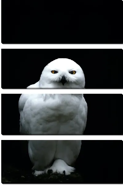 Модульная картина Белая сова на черном фоне