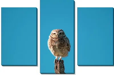 Модульная картина Сидящая на столбе сова