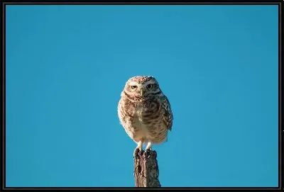 Картина Сидящая на столбе сова