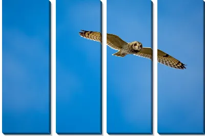 Модульная картина Сова №59