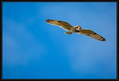 Картина Сова №59