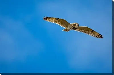 Постер Сова №59