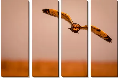 Модульная картина Сова №62