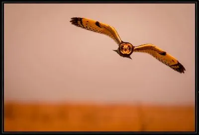 Картина Сова №62