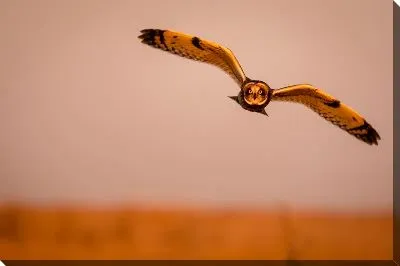 Постер Сова №62