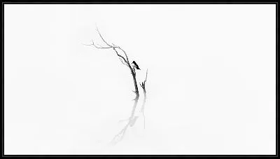 Картина Птичка на ветке