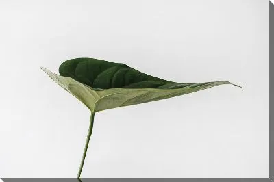 Постер Зеленый лист на сером фоне №3