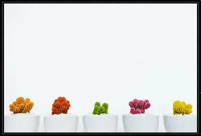 Разноцветные кактусы в горшках