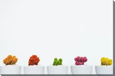 Разноцветные кактусы в горшках