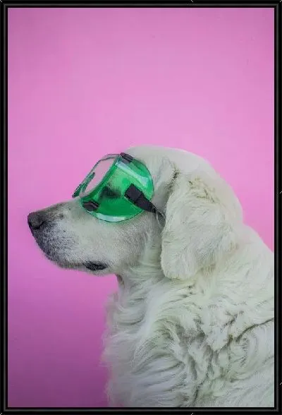 Картина Собака в зеленых очках
