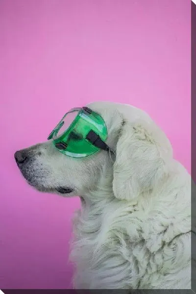 Постер Собака в зеленых очках