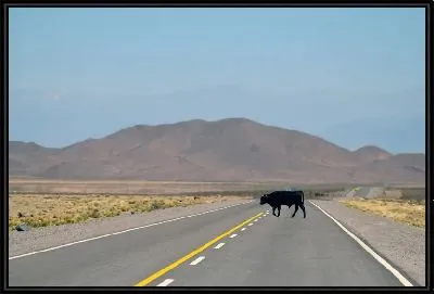 Корова на трассе