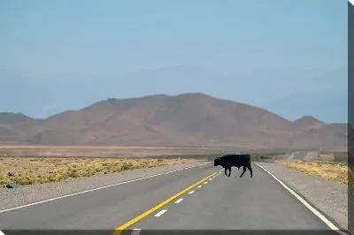 Корова на трассе