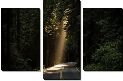 Модульная картина Трасса в густом лесу