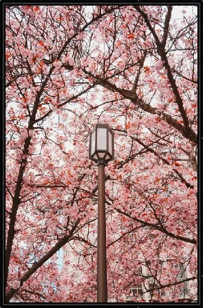 Картина Фонарь и сакура