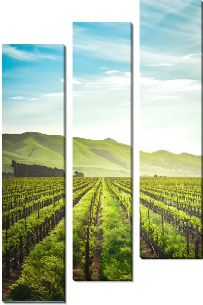 Модульная картина Виноградник и горы