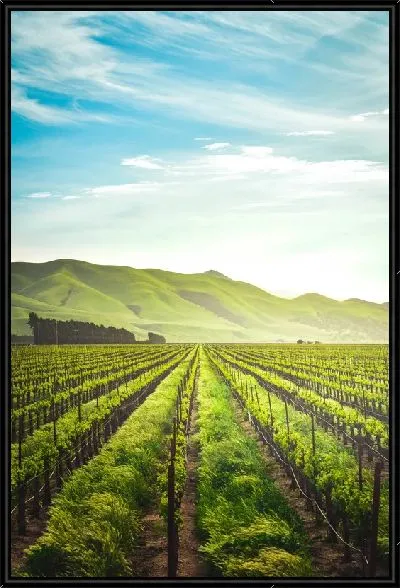 Картина Виноградник и горы