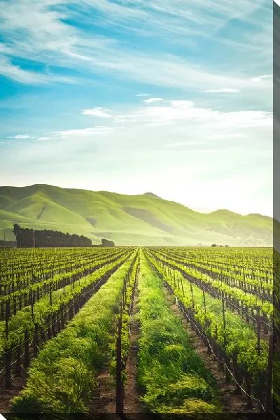 Постер Виноградник и горы