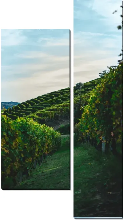 Модульная картина Виноградник на холме